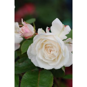 Rosier toul cathédrale ? 'evecicot' taille du pot - en pot de 5 litres