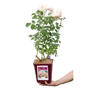 Rosier toul cathédrale ? 'evecicot' tai