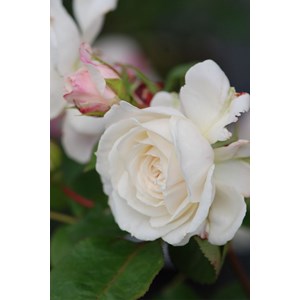 Rosier toul cathédrale ? 'evecicot' tai