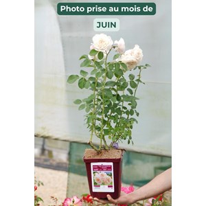 Rosier toul cathédrale ? 'evecicot' tai