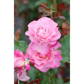 Rosier jean carles ? 'evepiweet' taille