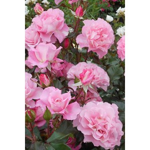 Rosier jean carles ? 'evepiweet' taille