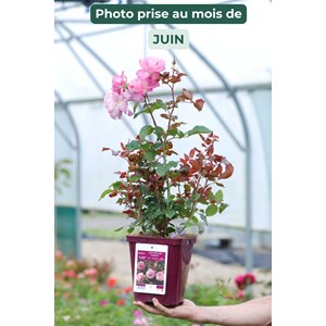 Rosier jean carles ? 'evepiweet' taille