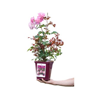 Rosier jean carles ? 'evepiweet' taille