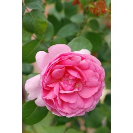 Rosier jubilé impérial ? 'eveparo' tai