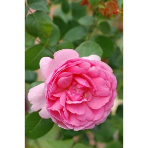 Rosier jubilé impérial ? 'eveparo' taille du pot - en pot de 5 litres