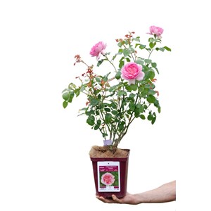 Rosier jubilé impérial ? 'eveparo' tai