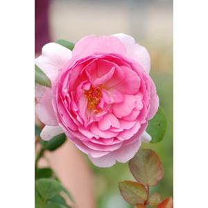 Rosier jubilé impérial ? 'eveparo' tai