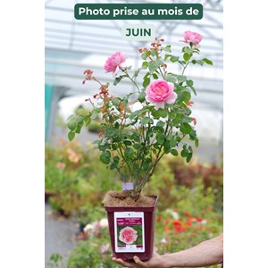 Rosier jubilé impérial ? 'eveparo' tai