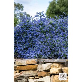 Lilas de californie 'pacific wave' taill