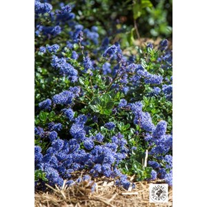 Lilas de californie 'pacific wave' taill