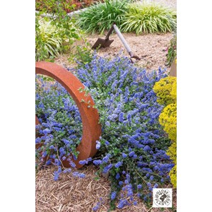 Lilas de californie 'pacific wave' taill