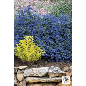 Lilas de californie 'pacific wave' taill