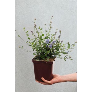 Lilas de californie victoria' taille du pot - en pot de 3 litres