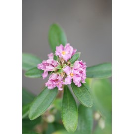 Daphné hybride 'sweetheart' taille du p