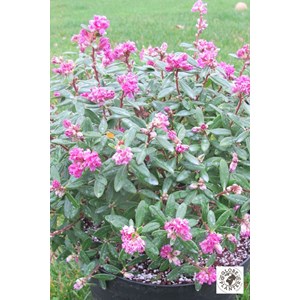 Daphné hybride 'sweetheart' taille du p