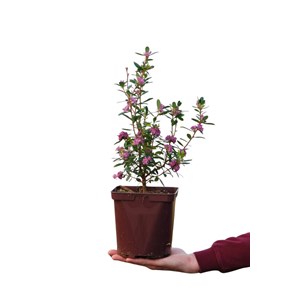 Daphné hybride 'sweetheart' taille du pot - en pot de 3 litres