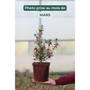Daphné hybride 'sweetheart' taille du pot - en pot de 3 litres