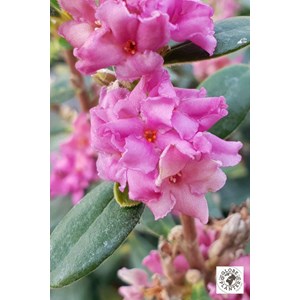 Daphné hybride 'sweetheart' taille du pot - en pot de 3 litres