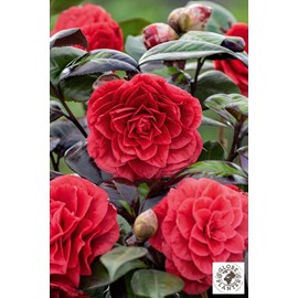 Camélia 'femme fatale ?' taille du pot