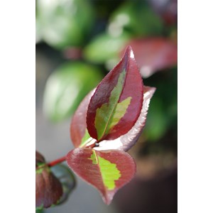 Camélia 'femme fatale ?' taille du pot