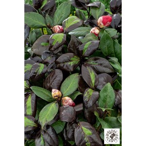 Camélia 'femme fatale ?' taille du pot