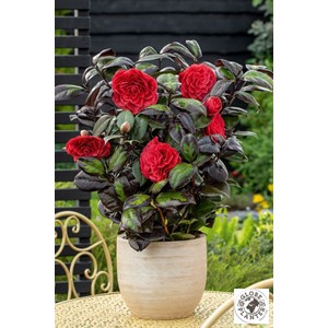 Camélia 'femme fatale ?' taille du pot