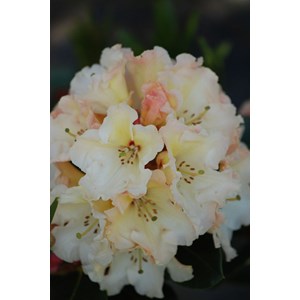 Rhododendron 'horizon monarch' taille du pot - en pot de 5 litres