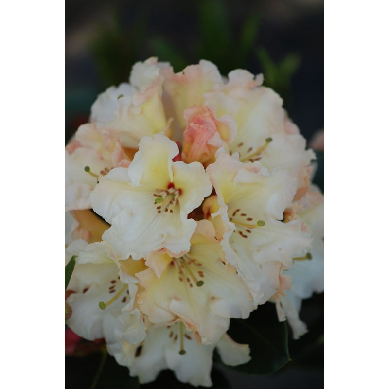 Rhododendron 'horizon monarch' taille du pot - en pot de 5 litres