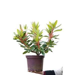 Rhododendron 'horizon monarch' taille du