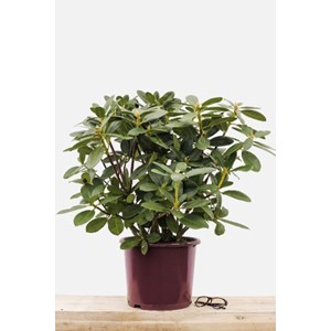 Rhododendron 'horizon monarch' taille du