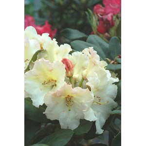 Rhododendron 'horizon monarch' taille du