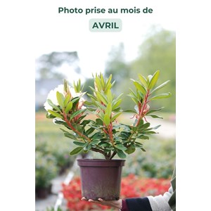 Rhododendron 'horizon monarch' taille du