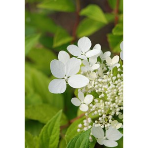 Hortensia paniculata 'confetti' taille du pot - en pot de 3 litres