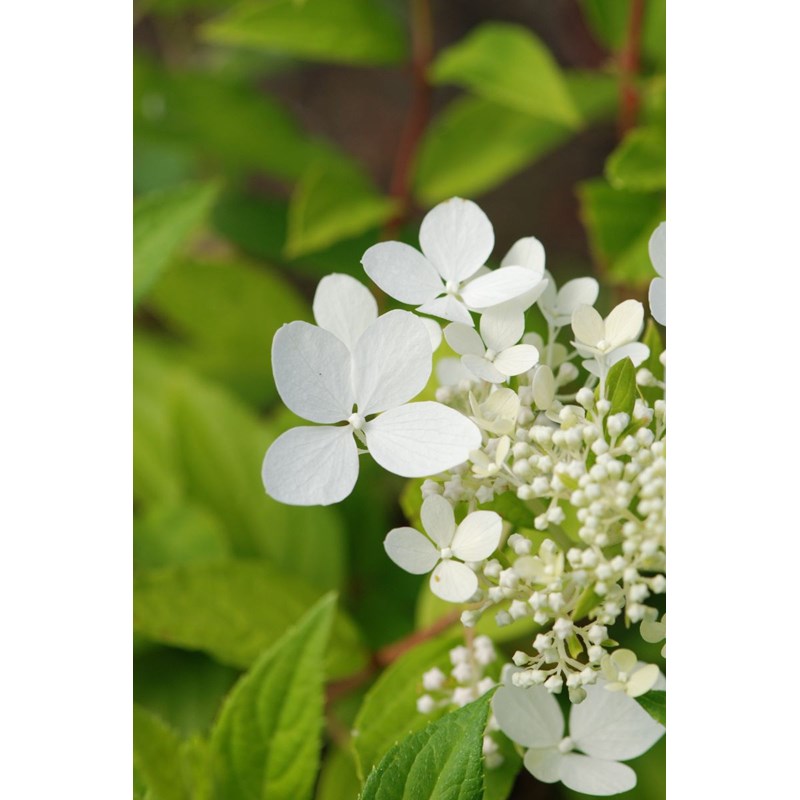 Roué Pépinières - Hortensia paniculata 'confetti' taille du pot - en pot de 3 litres