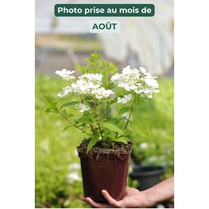 Hortensia paniculata 'confetti' taille d