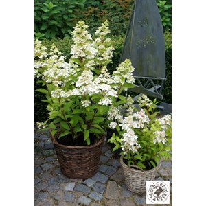 Hortensia paniculata 'confetti' taille d