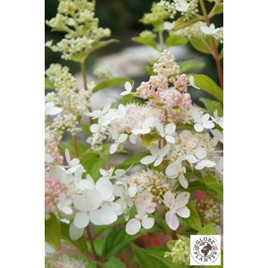 Hortensia paniculata 'confetti' taille d