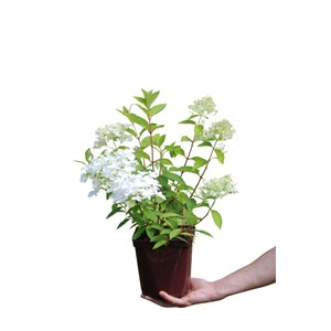 Hortensia paniculata 'graffiti' taille du pot - en pot de 3 litres
