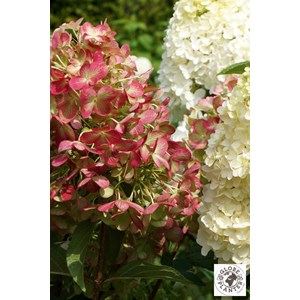 Hortensia paniculata 'graffiti' taille du pot - en pot de 3 litres