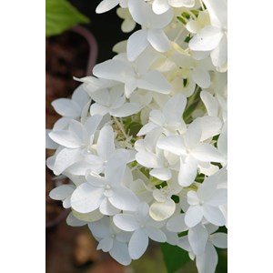 Hortensia paniculata 'graffiti' taille du pot - en pot de 3 litres