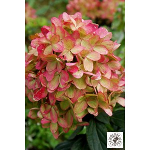 Hortensia paniculata 'graffiti' taille du pot - en pot de 3 litres
