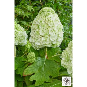 Hortensia quercifolia 'tara' taille du pot - en pot de 3 litres