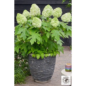 Hortensia quercifolia 'tara' taille du p
