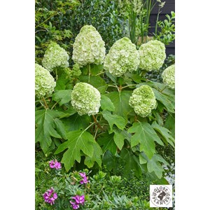 Hortensia quercifolia 'tara' taille du p