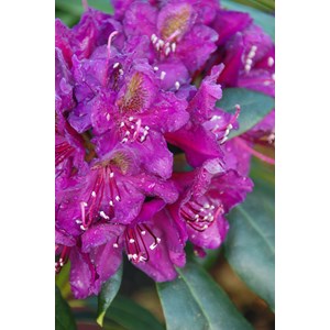 Rhododendron 'marcel menard' taille du p