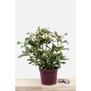Rhododendron 'marcel menard' taille du p