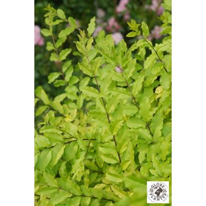 Troène 'sunshine' taille du pot - en po