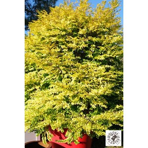 Troène 'sunshine' taille du pot - en po