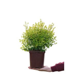 Troène 'sunshine' taille du pot - en pot de 3 litres